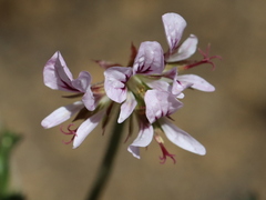 Pelargonium myrrhifolium myrrhifolium