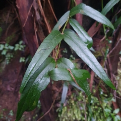 Parsonsia brownii