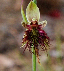 Calochilus paludosus