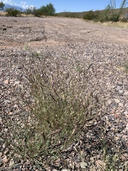 Bouteloua barbata