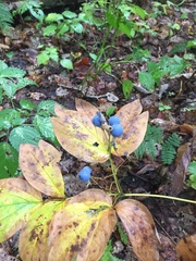Caulophyllum thalictroides