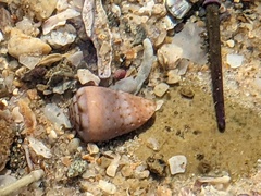 Conus aplustre