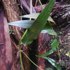 Parsonsia brownii