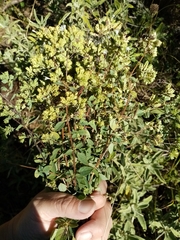 Origanum