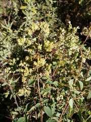 Origanum