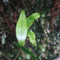 Microsorum pustulatum