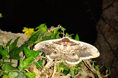 Saturnia pyri