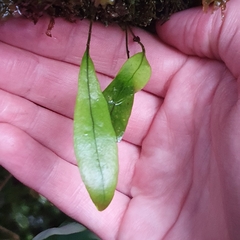 Microsorum pustulatum