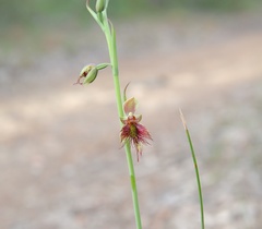 Calochilus paludosus