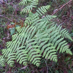 Hypolepis sparsisora