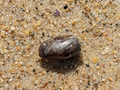 Monetaria caputserpentis