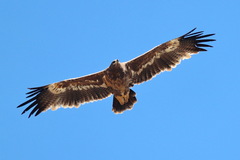Aquila nipalensis
