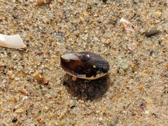 Monetaria caputserpentis