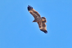 Aquila nipalensis