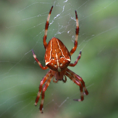 Araneus ishisawai
