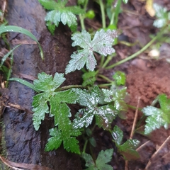 Hydrocotyle geraniifolia