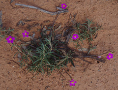 Calandrinia polyandra