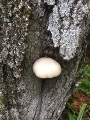 Hypsizygus