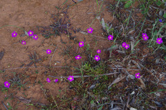 Calandrinia polyandra