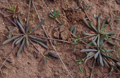 Calandrinia polyandra