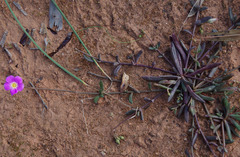 Calandrinia polyandra