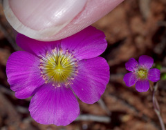 Calandrinia polyandra