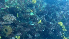 Sphaerechinus granularis