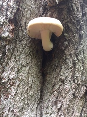 Hypsizygus