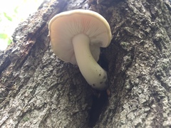 Hypsizygus