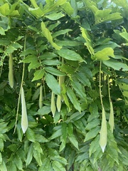 Wisteria