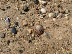 Cellana tramoserica