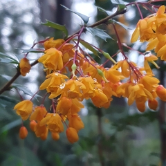 Berberis darwinii