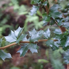 Berberis darwinii