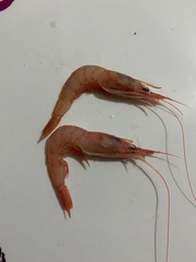 Parapenaeus longirostris