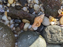 Nodopelagia brazieri