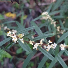 Pimelea axiflora axiflora
