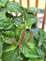Odontonema cuspidatum