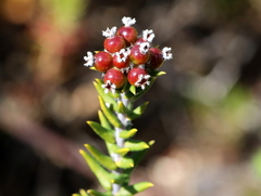 Phylica ericoides