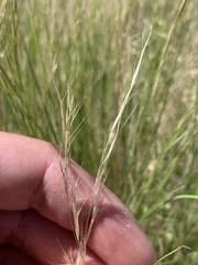 Aristida adscensionis