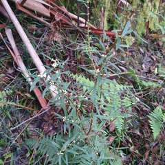Pimelea axiflora axiflora