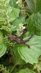 Takydromus tachydromoides