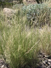 Aristida adscensionis
