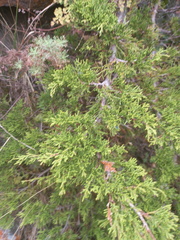 Juniperus sabina