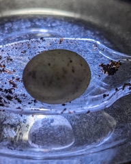 Takydromus tachydromoides