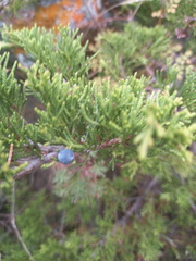 Juniperus sabina