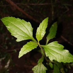 Ageratina riparia
