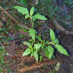 Ageratina riparia