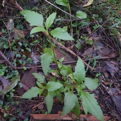 Ageratina riparia