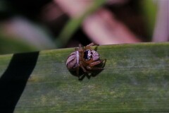 Maratus scutulatus