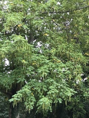 Pterocarya